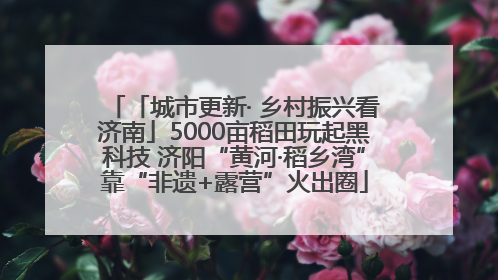 「城市更新· 乡村振兴看济南」5000亩稻田玩起黑科技 济阳“黄河·稻乡湾”靠“非遗+露营”火出圈