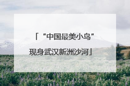 “中国最美小鸟”现身武汉新洲沙河