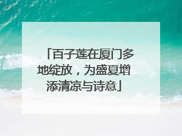 百子莲在厦门多地绽放，为盛夏增添清凉与诗意