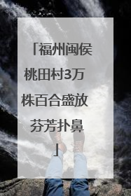 福州闽侯桃田村3万株百合盛放 芬芳扑鼻