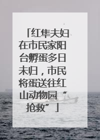 红隼夫妇在市民家阳台孵蛋多日未归，市民将蛋送往红山动物园“抢救”