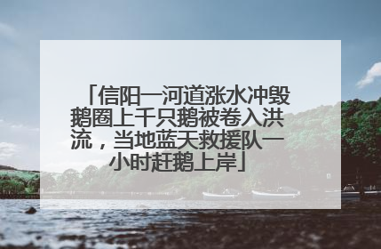 信阳一河道涨水冲毁鹅圈上千只鹅被卷入洪流，当地蓝天救援队一小时赶鹅上岸