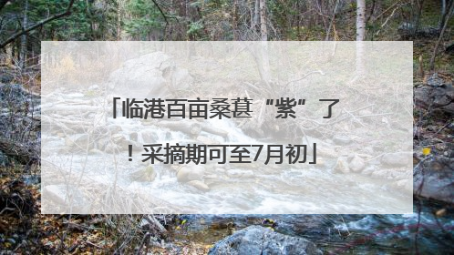 临港百亩桑葚“紫”了！采摘期可至7月初