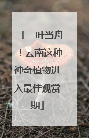 一叶当舟！云南这种神奇植物进入最佳观赏期