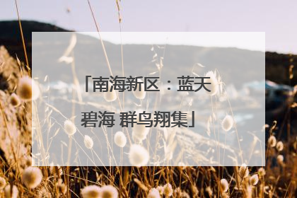 南海新区：蓝天碧海 群鸟翔集