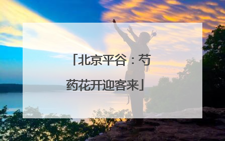北京平谷：芍药花开迎客来