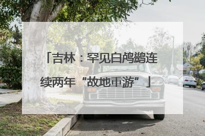 吉林：罕见白鸬鹚连续两年“故地重游”