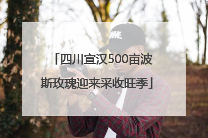 四川宣汉500亩波斯玫瑰迎来采收旺季