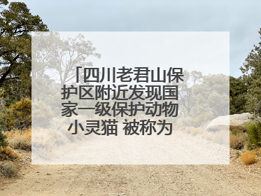 四川老君山保护区附近发现国家一级保护动物小灵猫 被称为“生态试纸”