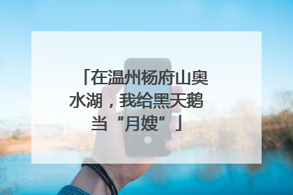 在温州杨府山奥水湖，我给黑天鹅当“月嫂”