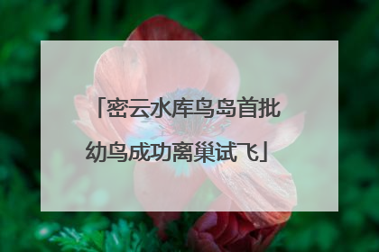 密云水库鸟岛首批幼鸟成功离巢试飞
