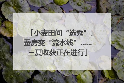 小麦田间“选秀”、蚕房变“流水线”……三夏收获正在进行