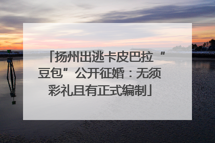 扬州出逃卡皮巴拉“豆包”公开征婚：无须彩礼且有正式编制