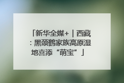 新华全媒+｜西藏：黑颈鹤家族高原湿地喜添“萌宝”