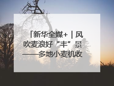 新华全媒+｜风吹麦浪好“丰”景——多地小麦机收一线见闻