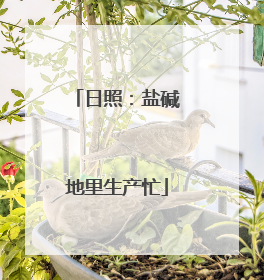 日照：盐碱地里生产忙