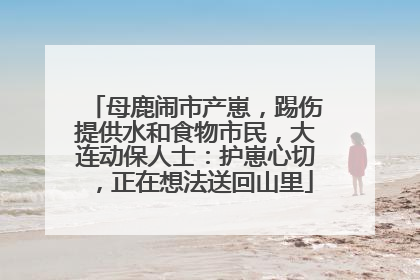 母鹿闹市产崽，踢伤提供水和食物市民，大连动保人士：护崽心切，正在想法送回山里
