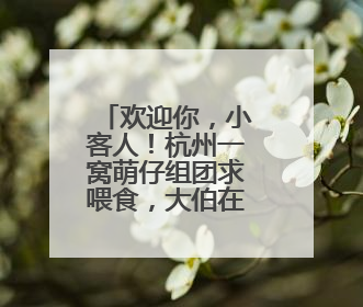 欢迎你，小客人！杭州一窝萌仔组团求喂食，大伯在窗台拍下温馨一幕