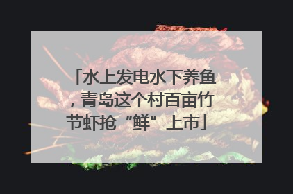 水上发电水下养鱼，青岛这个村百亩竹节虾抢“鲜”上市