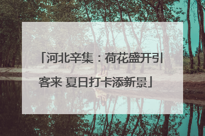 河北辛集：荷花盛开引客来 夏日打卡添新景