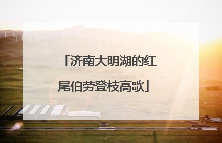 济南大明湖的红尾伯劳登枝高歌