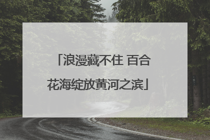 浪漫藏不住 百合花海绽放黄河之滨