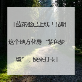 蓝花楹已上线！昆明这个地方化身“紫色梦境”，快来打卡