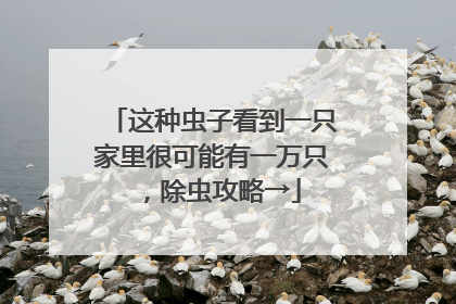 这种虫子看到一只家里很可能有一万只，除虫攻略→