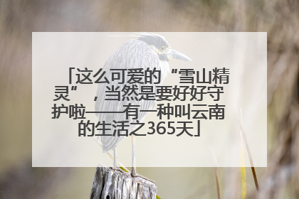 这么可爱的“雪山精灵”，当然是要好好守护啦——有一种叫云南的生活之365天