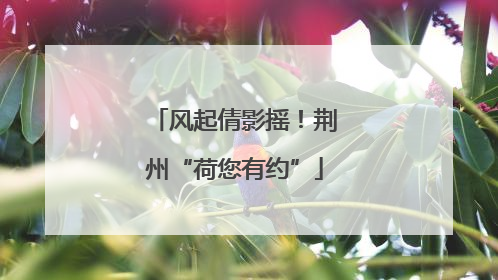 风起倩影摇！荆州“荷您有约”