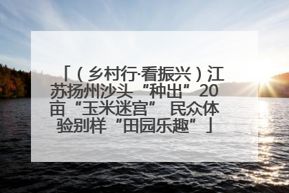 （乡村行·看振兴）江苏扬州沙头“种出”20亩“玉米迷宫” 民众体验别样“田园乐趣”