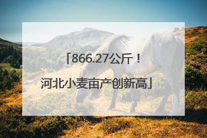 866.27公斤！河北小麦亩产创新高